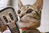 ¡Lo dio todo! Gatito se vuelve viral tras hacer el “Trend Mexa” de Doris Jocelyn