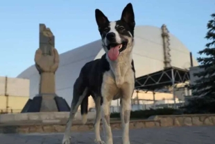 Los resultados del examen revelaron que los perros de Chernóbil que suelen vivir cerca de la famosa central nuclear muestran claras diferencias genéticas