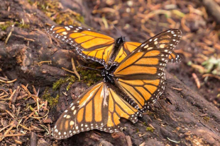 Los dispositivos utilizados tienen un peso de apenas 60 miligramos