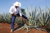 ¿Sabes porque el Mezcal es considerada la mejor bebida?