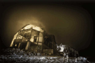 En palabras del autor, esta imagen revela la belleza del abandono