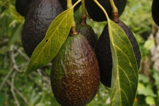 El hongo, explican, provoca esporas de colores salmón y marrón en la piel de los frutos