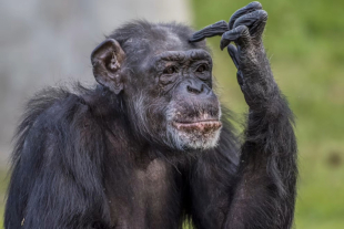 El desconcertante hecho fue registrado por integrantes del Proyecto Bonobo Luikotale