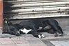 El “Hachiko de Culiacán”: perrito aún espera a su dueño asesinado