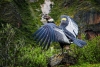 Del cóndor al pingüino: Más de 500 especies de aves se extinguirían el próximo siglo
