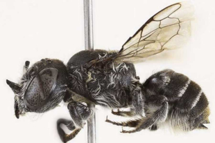 Este terrorífico espécimen fue descubierto en 2019