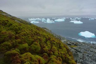 El equipo involucrado identificó cuatro formaciones vegetales (líquenes, musgos, algas terrestres y gramíneas