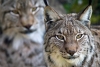 El lince se encuentra al borde de la extinción en Francia