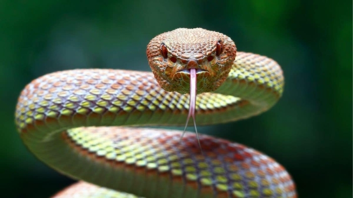 El próximo 17 y 18 de mayo, el Centro Cultural Mexiquense celebrará la Tercera Jornada de Herpetología,