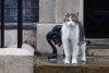 “Larry, The Cat”: Inglaterra se prepara para anunciar la muerte del gato de Downing Street