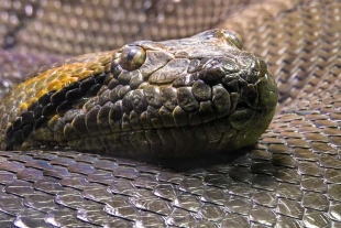 Cabe mencionar que hasta antes de este hallazgo, únicamente se conocían cuatro especies de anaconda