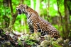 La población de jaguares en México aumentó un 30%, pero todavía corre peligro