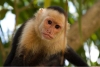 ¿Secuestradores por aburrimiento? Captan a monos capuchinos cargando a crías de otra especie