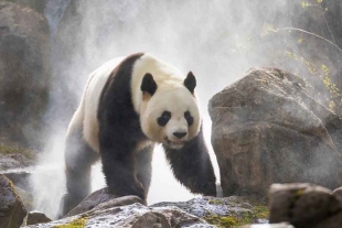 Para definir la dieta del antepasado de los osos pandas, los expertos compararon la macro y micromorfología de la dentadura del animal fosilizado