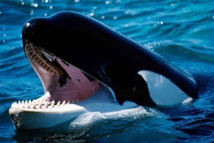 Las orcas desplegaron una técnica de caza en colaboración sobre sus nuevas víctimas