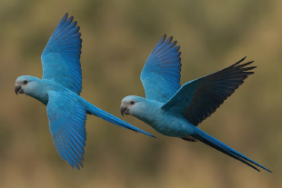 Guacamayos de Spix en libertad dan positivo a circovirus, una enfermedad viral sin cura que compromete gravemente el programa de reintroducción de la especie en Brasil.