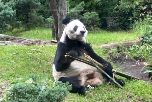 La pachanga por el cumpleaños de “Xin Xin” dará comienzo en punto de las 11:00 h 