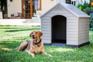 Aprende cómo desinfectar la casa y juguetes de tu mascota