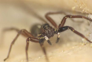 Los investigadores contaron que el presente hallazgo se produjo cuatro horas antes de que su barco los recogiera