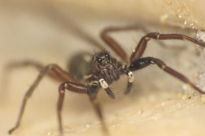 Los investigadores contaron que el presente hallazgo se produjo cuatro horas antes de que su barco los recogiera