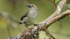 ¿SERÁ? Sugieren una posible nueva especie de Pinzón de Darwin en Galápagos