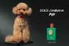 ¿A qué huele? Dolce & Gabbana lanza “Fefé”, un exclusivo perfume para perros