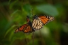 Disminuye 60% la migración de mariposas monarca a territorio mexiquense