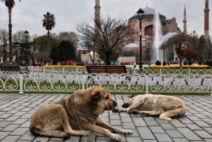 Se estima que en Turquía existen cerca de 4 millones canes sin un techo donde vivir. 