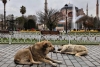 ¡Oh, no! Pese a protestas, Turquía aprueba polémica ley contra perros callejeros