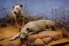 ¡Ah, caray! ADN de leones de Tsavo arroja que antes tenían una dieta “rica en humanos”