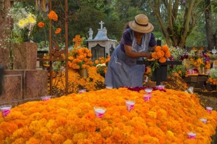 Una de las flores afectadas fue el cempasúchil