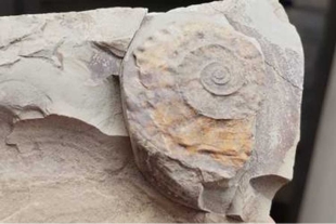 Investigadores realizaron el hallazgo de un yacimiento de fósiles de ammonites