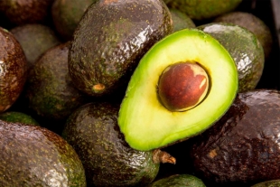 Estado de México, adecuado para el cultivo de varias especies de aguacate