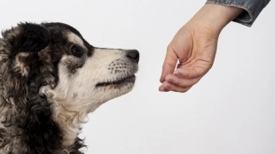 Los participantes experimentaron mejoras notables en su estado emocional tras interactuar con los caninos 