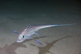 Originarios del Pacífico noreste y el Estrecho de Puget, estos peces cartilaginosos suelen medir poco más de 60 centímetros