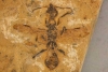 ¡Convivió con dinosaurios! Hallan en Brasil el fósil más antiguo de una hormiga
