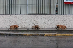 Resguardados de  la lluvia