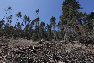 Actualmente los bosques se han ido regenerando poco a poco