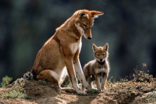 Existen otros animales que también resultan capaces de desempeñar esta importantes función