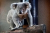 Santuario de koalas más antiguo prohíbe abrazarlos; checa la razón