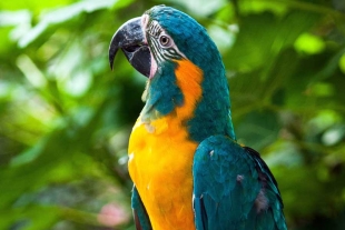 Se analizaron 14 guacamayos barba azul: 12 ejemplares experimentales y una pareja de machos entrenados