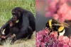 ¿En qué se parece un chimpancé y una abeja? La respuesta no es un chiste