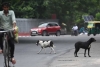 Nueva Delhi caza a miles de perros callejeros previo al G20