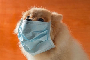 Tal parece que nosotros los seres humanos no fuimos los únicos afectados de la crisis sanitaria