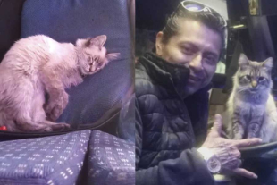 Benjamín externó su preocupación por el bienestar de “Zafiro”