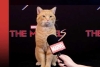 Por huelga de actores, gatito protagoniza rueda de prensa de la última película de Marvel