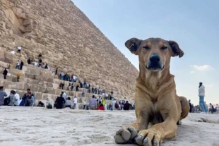 El Ministerio de Turismo de Egipto anunció la creación de un centro veterinario permanente en las pirámides