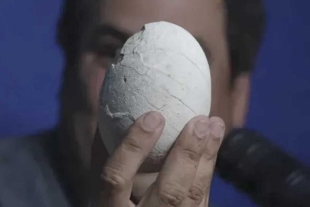 Se trataba de un huevo de ñandú