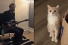 “Boo”: Gatito canta a dueto con su dueño y ahora es una estrella del internet