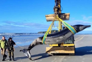 Los científicos creen que, efectivamente, se trata de la misteriosa ballena picuda de Bahamonde